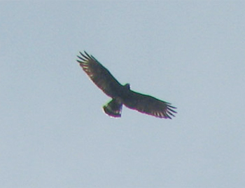 Zone-tailed Hawk