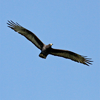 Zone-tailed Hawk