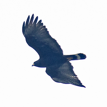 Zone-tailed Hawk