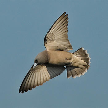 Ashy Woodswallow