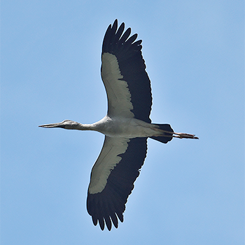 Asian Openbill
