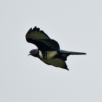 Black Baza