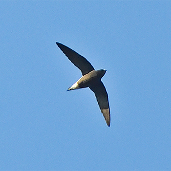 Brown-backed Needletail