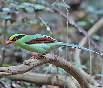 Common Green-magpie