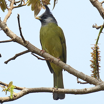 Crested Finchbill