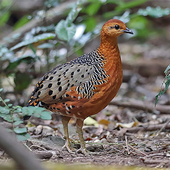 Ferruginous Partridge