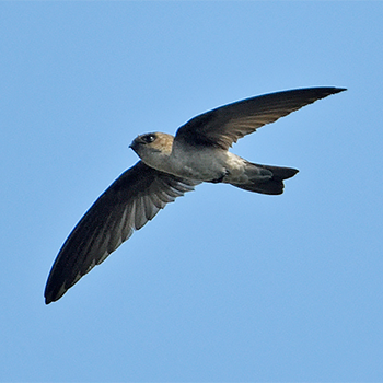 Germain's Swiftlet