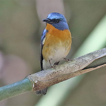 Hill Blue Flycatcher