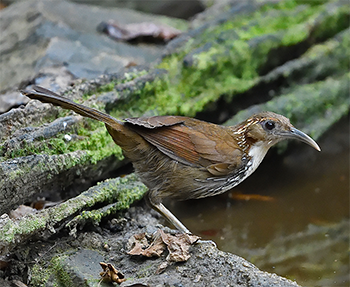 Large Scimitar-babbler