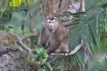 Pig-tailed macaque