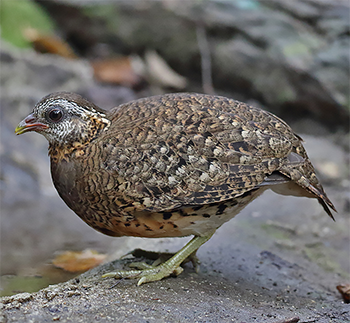 Scaly-breasted Partridge