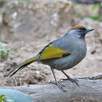 Silver-eared Laughingthrush
