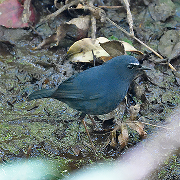 White-browed (Himalayan) Shortwing