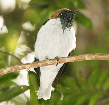 Bearded Bellbird