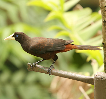 Crested Oropendola