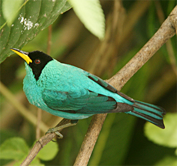 Green Honeycreeper