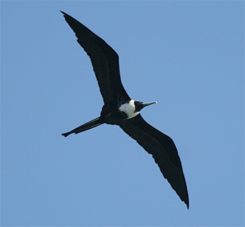 Magnificent Frigatebird