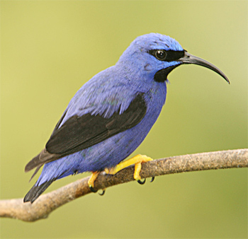Purple Honeycreeper