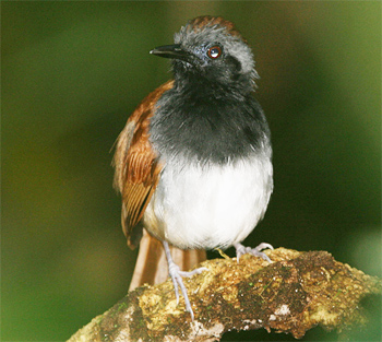 White-bellied Antbird