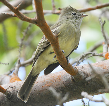 Yellow-bellied Elaenia