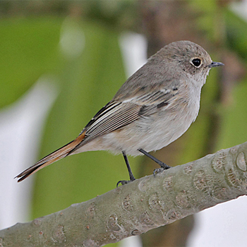 Rufous-backed Redstart