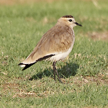 Sociable Lapwing