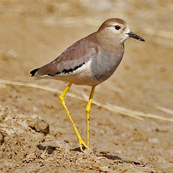 White-tailed Lapwing